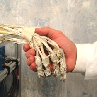 Portrait of Anatomically Correct Testbed (ACT) Hand