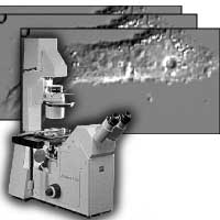 Portrait of 3D Optical Reconstruction of Cell Shape